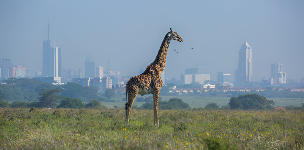 GirrafeNairobi