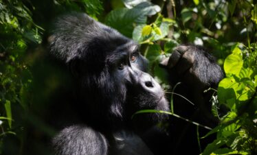 3Nights 4 Days Gorilla Trekking Bwindi(FRN)