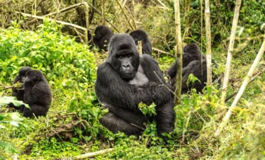 3-Day Mountain Gorilla Trekking Rwanda