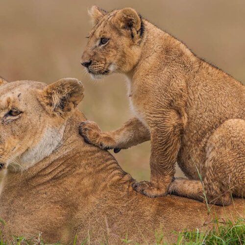 Kenya-8Nights safari & Beach Experience
